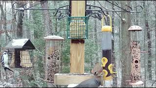 Female Cardinal in the Snow  Live at Woods Edge  Nunica MI  010624 [upl. by Enihpled361]