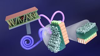 3D Embryology of Ear Part 2 Internal Ear Histogenesis of Utricle and Saccule  Perilymphatic Duct [upl. by Thomey528]