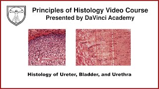 Histology of Ureter Bladder and Urethra Urinary Histology Part 4 of 4 [upl. by Grimaldi]