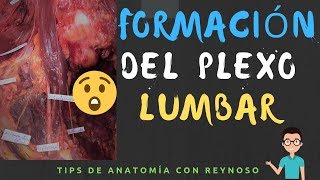 Plexo Lumbar Parte 1 [upl. by Eiveneg]