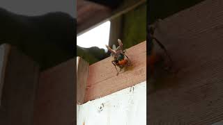 Giant Hornet Aggressively Attacks Japanese Honeybees Despite Risk [upl. by Enelime]