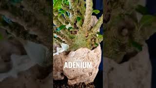 Adenium Socotranum amp Dorstenia Gigas [upl. by Lempres138]