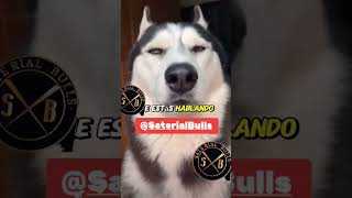 Husky siberiano dog saterialbulls huskysiberiano puppy [upl. by Nichy440]