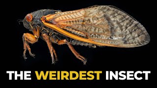 The Insane Biology of The Cicada [upl. by Zere]