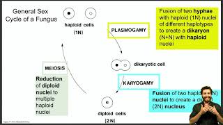 Life cycle discussion of Basidiomycetes Ascomycetes and Oomycetes [upl. by Mikal]