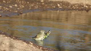 Red rumped Parrot 06022023 1 [upl. by Anelys]