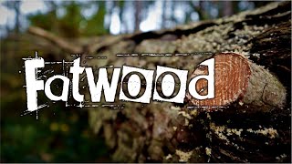 How and Where to find FATWOOD Bushcraft Firestarting [upl. by Sterner]