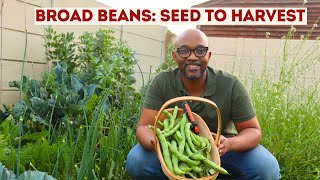 How to Grow Broad Beans Seed to Harvest Southern Hemisphere Guide [upl. by Shanks]