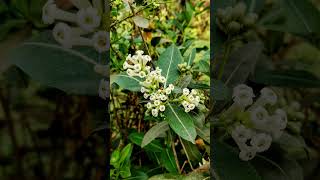 Cestrum diurnum  flower nature naturephotography plant music song yechamakyedamak [upl. by Yelrah]