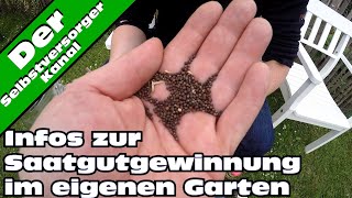 Infos zur Saatgutvermehrung im eigenen Garten [upl. by Gwenore353]