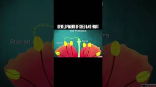 Development Of Seed and Fruit [upl. by Colton]