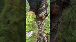 Arborist makes BIG mistake at the top of this tree arborist treeworker chainsaw climbing [upl. by Elleved435]