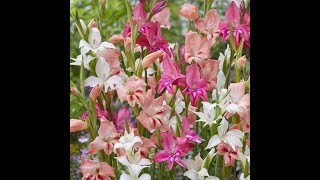 Planting Gladioli bulbs in pots [upl. by Hahn330]