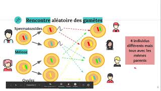 Le brassage chromosomique [upl. by Rimaa50]