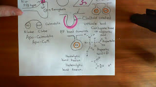 Clathrin Mediated Endocytosis and The Endocytic Pathway Part 5 [upl. by Nairdad]