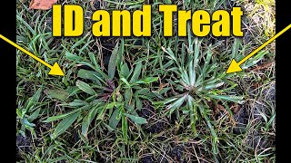 Crabgrass and Goosegrass in Lawn ID and Treat [upl. by Pegasus]