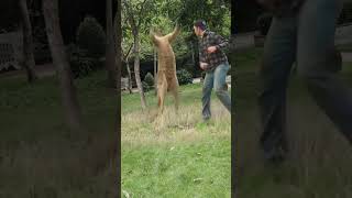 In order to save his pet dog a man beat a kangaroo with two punches making him doubt his life C [upl. by Darwin]