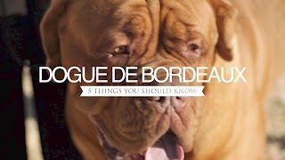 DOGUE DE BORDEAUX FIVE THINGS YOU SHOULD KNOW [upl. by Rohpotsirhc]