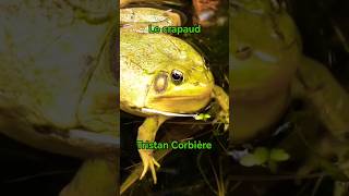 Le crapaud  Tristan Corbière [upl. by Stanly]