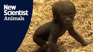 Baby gorilla takes first steps [upl. by Gabriell]