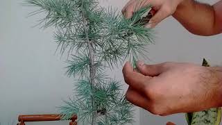 Pruning a Cedar Pre Bonsai [upl. by Ominorej]