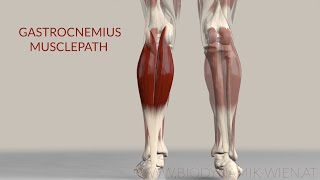 Gastrocnemius Muscle Musclepath Origin Insertion 3D Animation [upl. by Dagall]