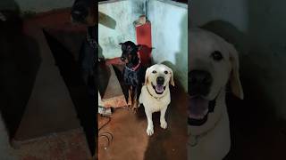 Wait for It Doberman and Labrador Show Off Their Discipline doberman labrador youtube shorts [upl. by Hares748]