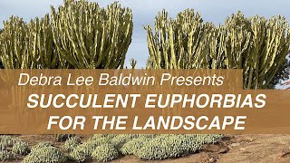 See Big Beautiful Succulent Euphorbias in Gardens amp Landscapes [upl. by Bryant635]