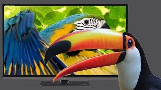 Pet Toucan Enjoys Watching Other Birds on TV [upl. by Annahvas]