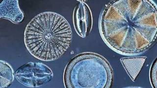 Beautiful Diatoms [upl. by Nevlin512]