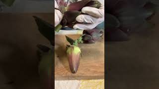 Peeling and Cutting Artichokes shorts food new subscribe video [upl. by Aniweta]