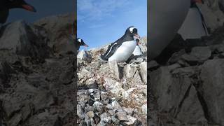 Antarctica Gentoo Penguin Sounds [upl. by Silma813]