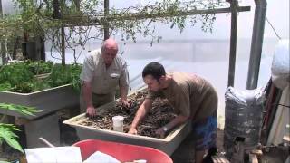 Wicking Beds in Practical Aquaponics [upl. by Nim]