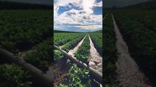 Modern furrow irrigation system irrigationmethod irrigationsystem agriculture farming furrow [upl. by Han]