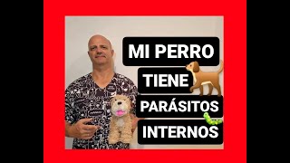 Mi perro tiene parásitos internos [upl. by Tatiana403]