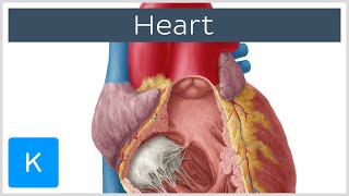 Anatomy of the Heart Ventricles Atria and Functions  Human Anatomy  Kenhub [upl. by Avis172]