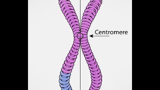 Chromosomes Vs Chromatids [upl. by Hgielra]