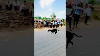 dog res Kolhapur👑🔥  Dog Race  Kolhapur Dog RacingDog Race MaharashtraDog Race kholapur shorts [upl. by Benoit]