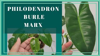 How To Care For Philodendron Burle Marx  How To Grow Your Houseplant Quick  Easy Beginner Plant [upl. by Eneloc905]