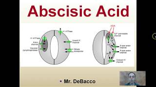 Abscisic Acid [upl. by Fabrin]