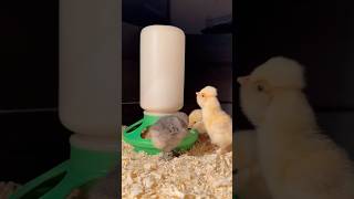 New baby chicks 316 [upl. by Beaston]