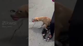 Cachorro caramelo aproita tudo 🤣🤣🤣 [upl. by Endora]