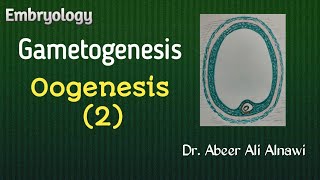 10 EmbryologyGametogenesis Oogenesis 2  Dr Abeer Ali Alnawi [upl. by Akeihsat910]