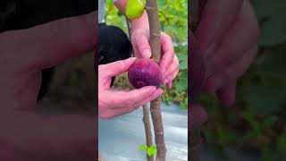 DorudEEbrahimegzonibrahimi daroodpak shortvideo food salawatnabi fruit QuraqnerBaniNur [upl. by Jaco]