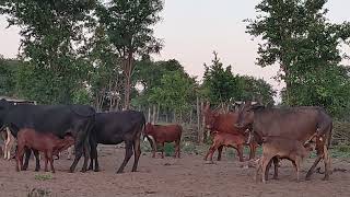 Nguni cattle  rest area [upl. by Anuahc]