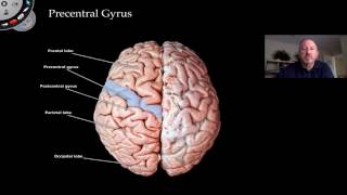 The Cerebrum [upl. by Anear]