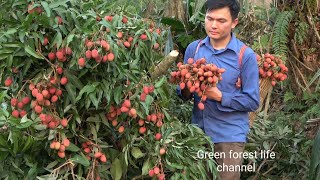 The season of ripe lychee fruit and the joyful upland market Robert  Green forest life ep294 [upl. by Goodrow426]