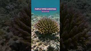 Wild tricolourbonsai purple tipped Acropora coral shorts ocean nature coral aquarium acro [upl. by Sharline]