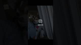 You are ENOUGH puppy longhairedchihuahua youtubeshorts reels cute [upl. by Daphie]