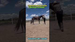 ARRENDANDO CABALLOS CON MARTÍN LOZA parientesdelrancho [upl. by Aisenet]